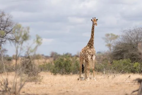 Giraffe in the wilderness Foto stock
