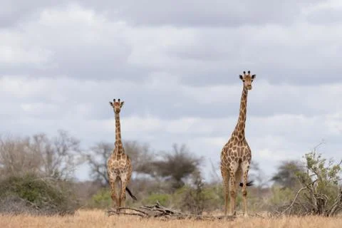 Giraffe in the wilderness Stock Photos