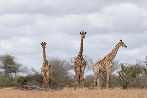 Giraffe in the wilderness Stock Photos