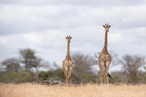 Giraffe in the wilderness Stock Photos