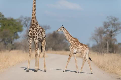 Giraffe in the wilderness Stock Photos