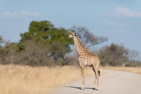 Giraffe in the wilderness Stock Photos