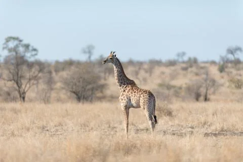 Giraffe in the wilderness Stock Photos