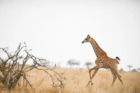 Giraffe in the wilderness Stock Photos