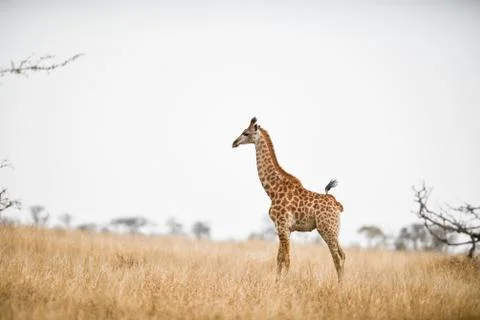 Giraffe in the wilderness Stock Photos