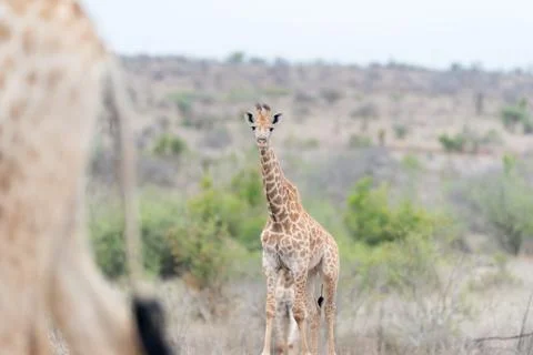Giraffe in the wilderness Stock Photos