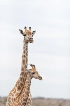 Giraffe in the wilderness Foto stock