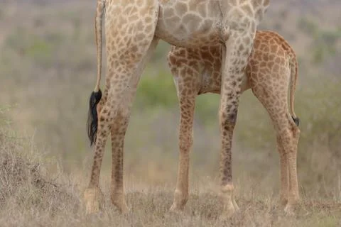 Giraffe in the wilderness Foto stock