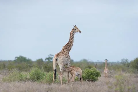 Giraffe in the wilderness Stock Photos