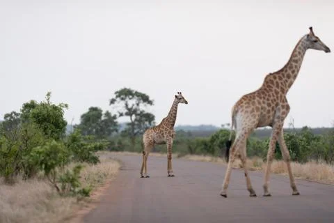 Giraffe in the wilderness Stock Photos