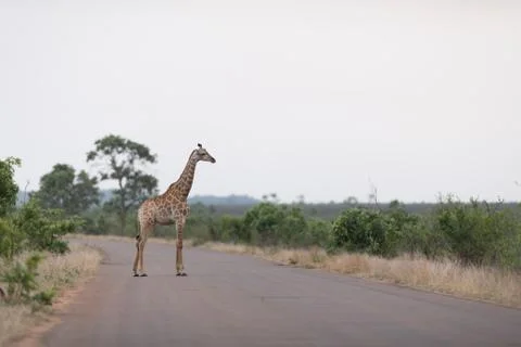 Giraffe in the wilderness Stock Photos