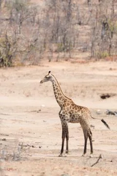 Giraffe in the wilderness Foto stock