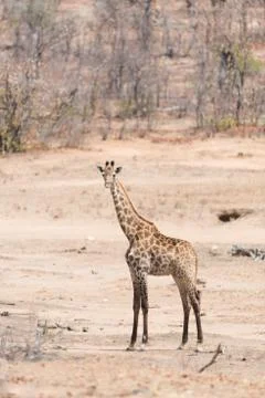Giraffe in the wilderness Stock Photos