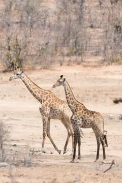 Giraffe in the wilderness Stock Photos