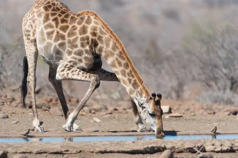 Giraffe in the wilderness Stock Photos