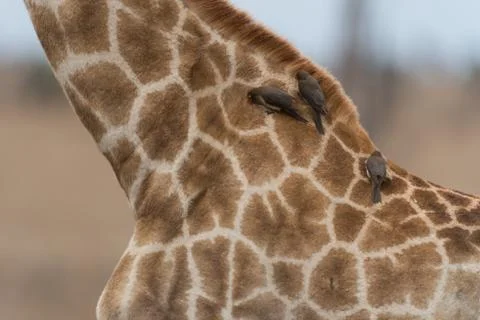 Giraffe in the wilderness Stock Photos