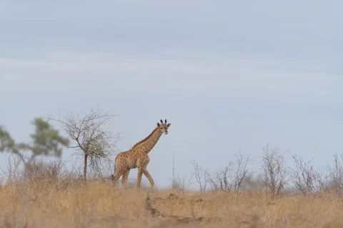 Giraffe in the wilderness Stock Photos