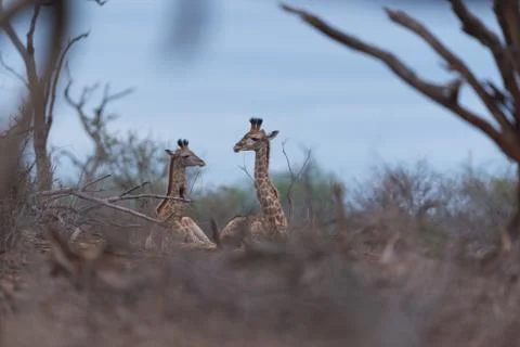 Giraffe in the wilderness Stock Photos