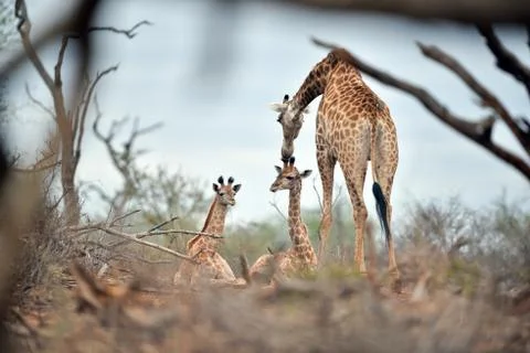 Giraffe in the wilderness Foto stock