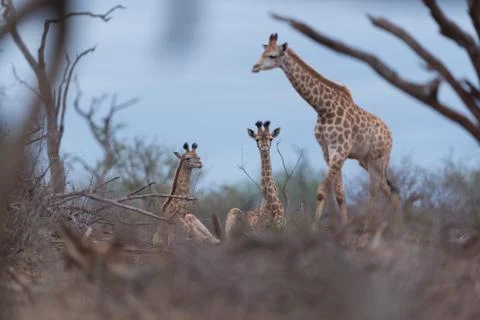 Giraffe in the wilderness Stock Photos