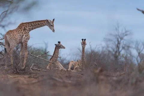 Giraffe in the wilderness Stock Photos