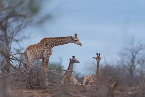 Giraffe in the wilderness Stock Photos