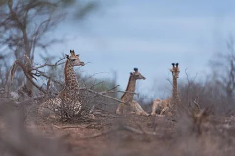 Giraffe in the wilderness Stock Photos