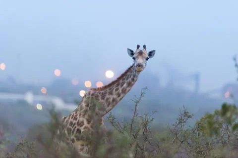 Giraffe in the wilderness Stock Photos