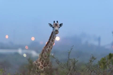 Giraffe in the wilderness Stock Photos