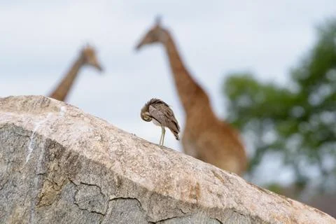 Giraffe in the wilderness Stock Photos