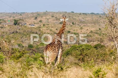 Giraffe Wildlife Alert Look Stock Photos