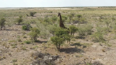 Giraffe in Wildlife, Namibia Stock Footage 117574960