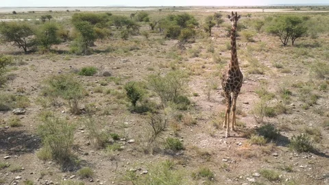 Giraffe in Wildlife, Namibia Video stock 117575236