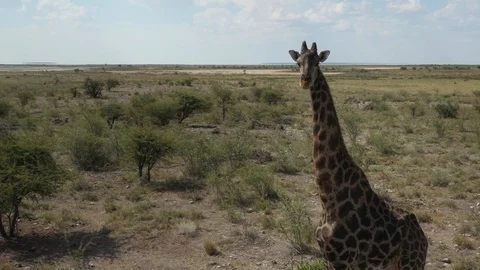 Giraffe in Wildlife, Namibia Video stock 117603442