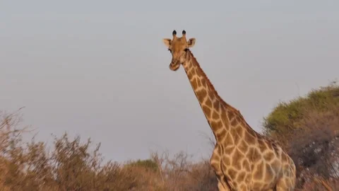 Giraffe in winter time near Boteti River - Okavango - BW Stock Footage