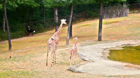 Giraffe with young on zoo ground Stock Footage 33446302