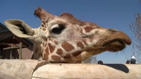 Giraffe at the zoo 1 Stock Footage 10878967