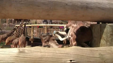 Giraffe at the zoo 2 Stock-Footage 10878974