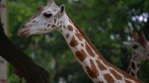 Giraffe at zoo close up Stock Footage 159485553