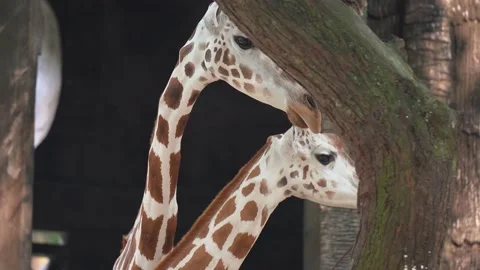 Giraffe at zoo close up Stock Footage 159485579