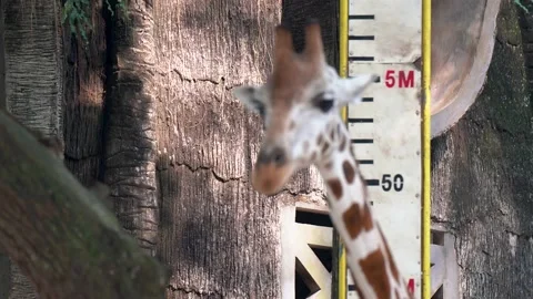 Giraffe at zoo close up Video stock 159485580