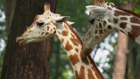 Giraffe at zoo close up Stock Footage 159485587
