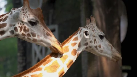 Giraffe at zoo close up Video stock 159485742
