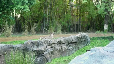 A giraffe in a zoo enclosure Stock Footage 155403656