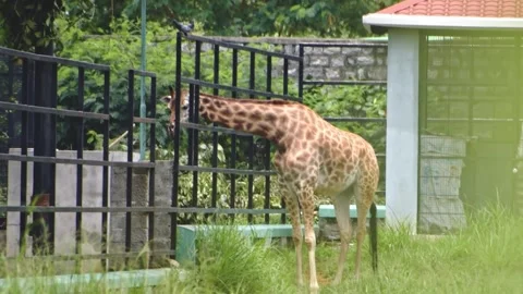 Giraffe in the zoo, extending its neck outside the iron bars. Stock Footage 341344733