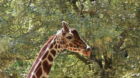 Giraffe in the zoo Video stock 5202105