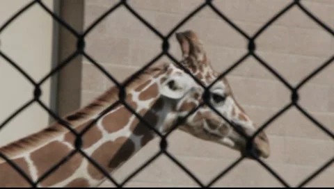 Giraffe in Zoo Vídeos de archivo 8558736