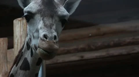 Giraffe in zoo Stock Footage