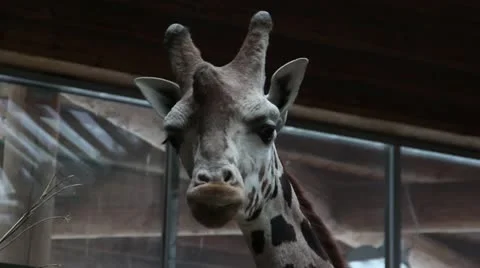 Giraffe in zoo Stock Footage 20530532
