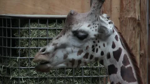 Giraffe in zoo Stock Footage 20586091